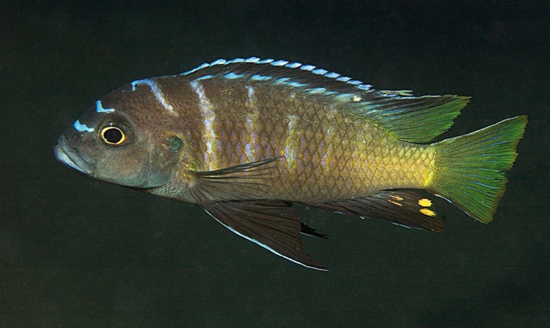 Cynotilapia sp. 'lion chinyankwazi' Chinyankwazi Island